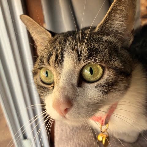 Millie C12894
