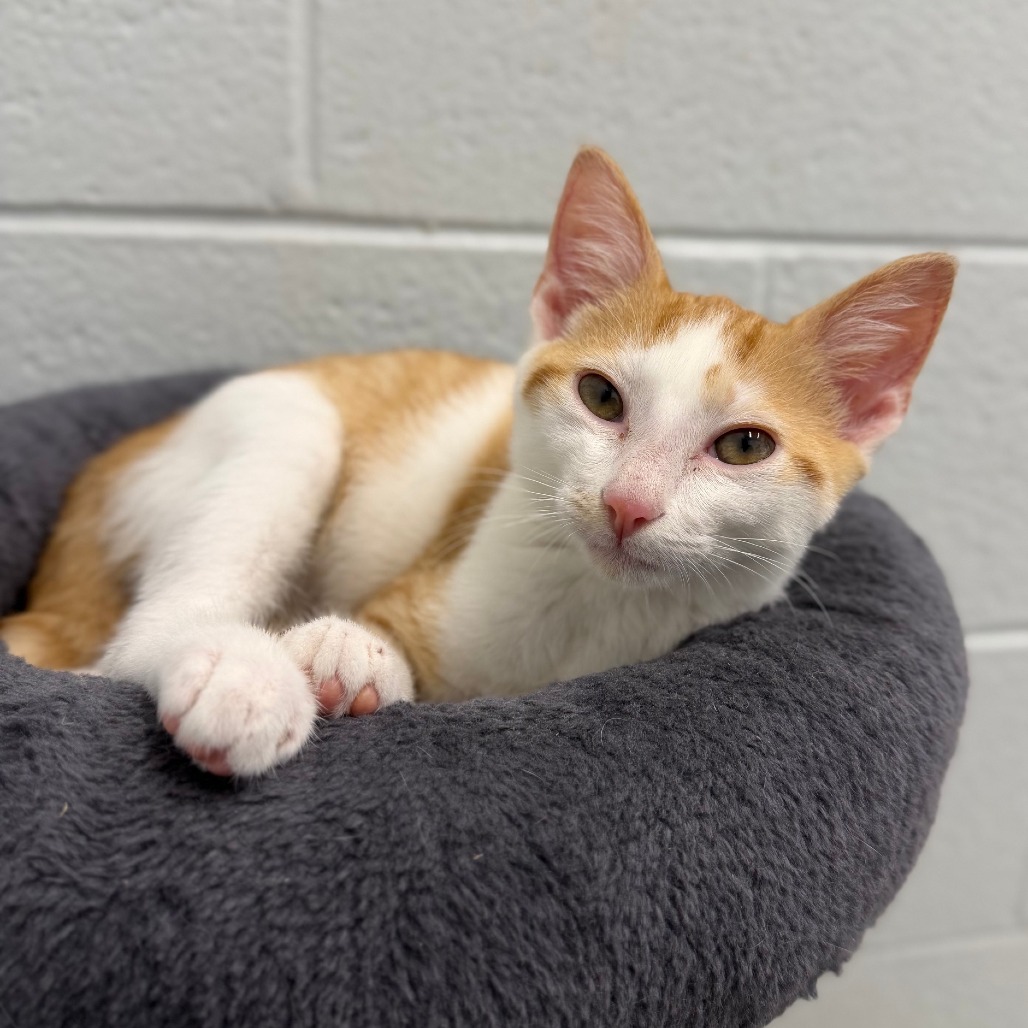 CRUZE - Domestic Shorthair available for adoption