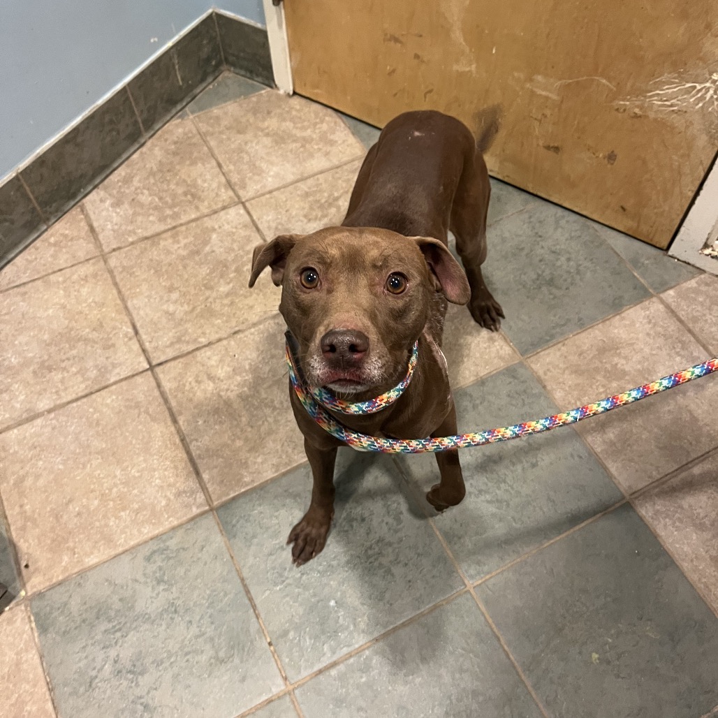 Beaver — thumbnail 2