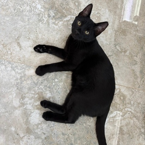 NINJA - Domestic Shorthair available for adoption