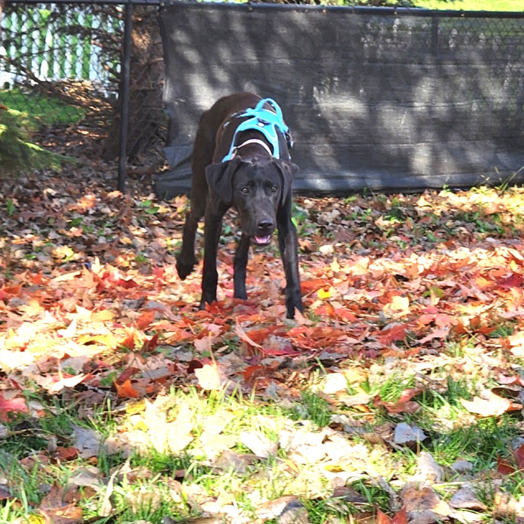 Darcy, photo 11