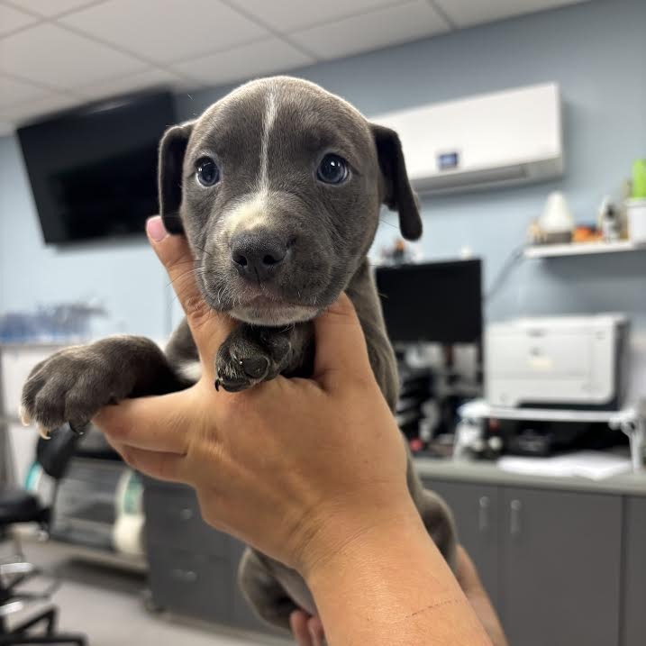 FRAN - Terrier / Mix available for adoption