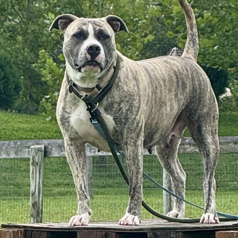 TIKA - Mixed Breed (Large) available for adoption