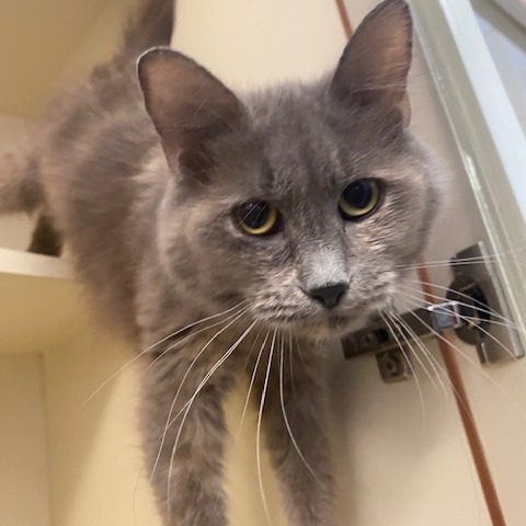 EVE - Domestic Longhair for adoption in Dayton