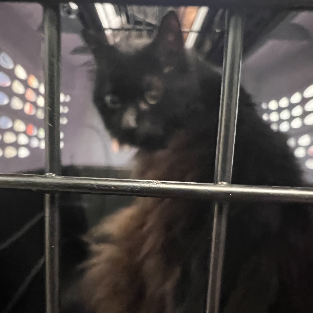Photo of PGH-Stray-120271