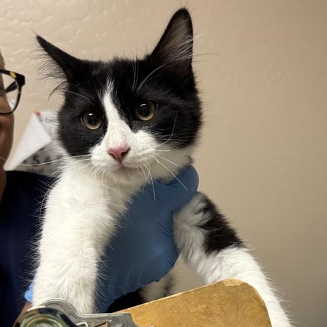 Flute: Female 4 Domestic Medium Hair