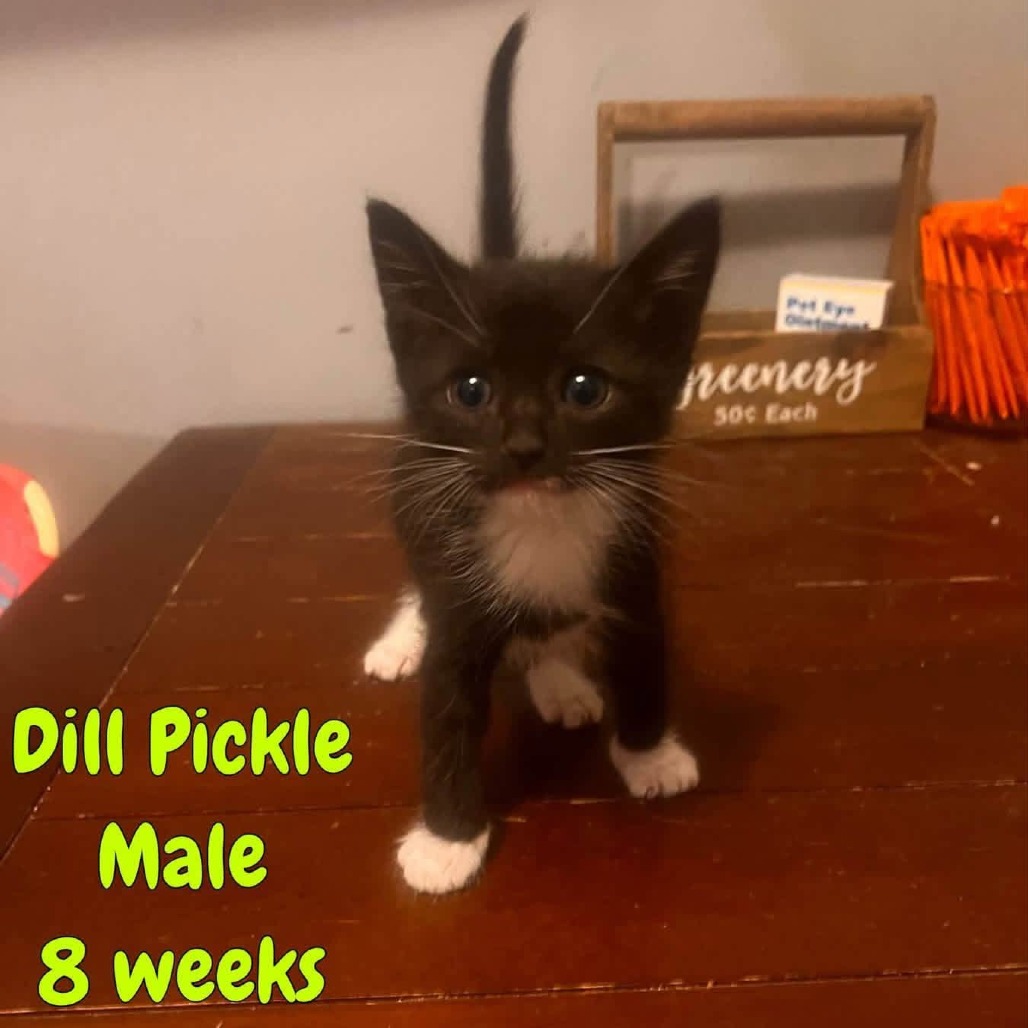DILL PICKLE - Domestic Shorthair available for adoption