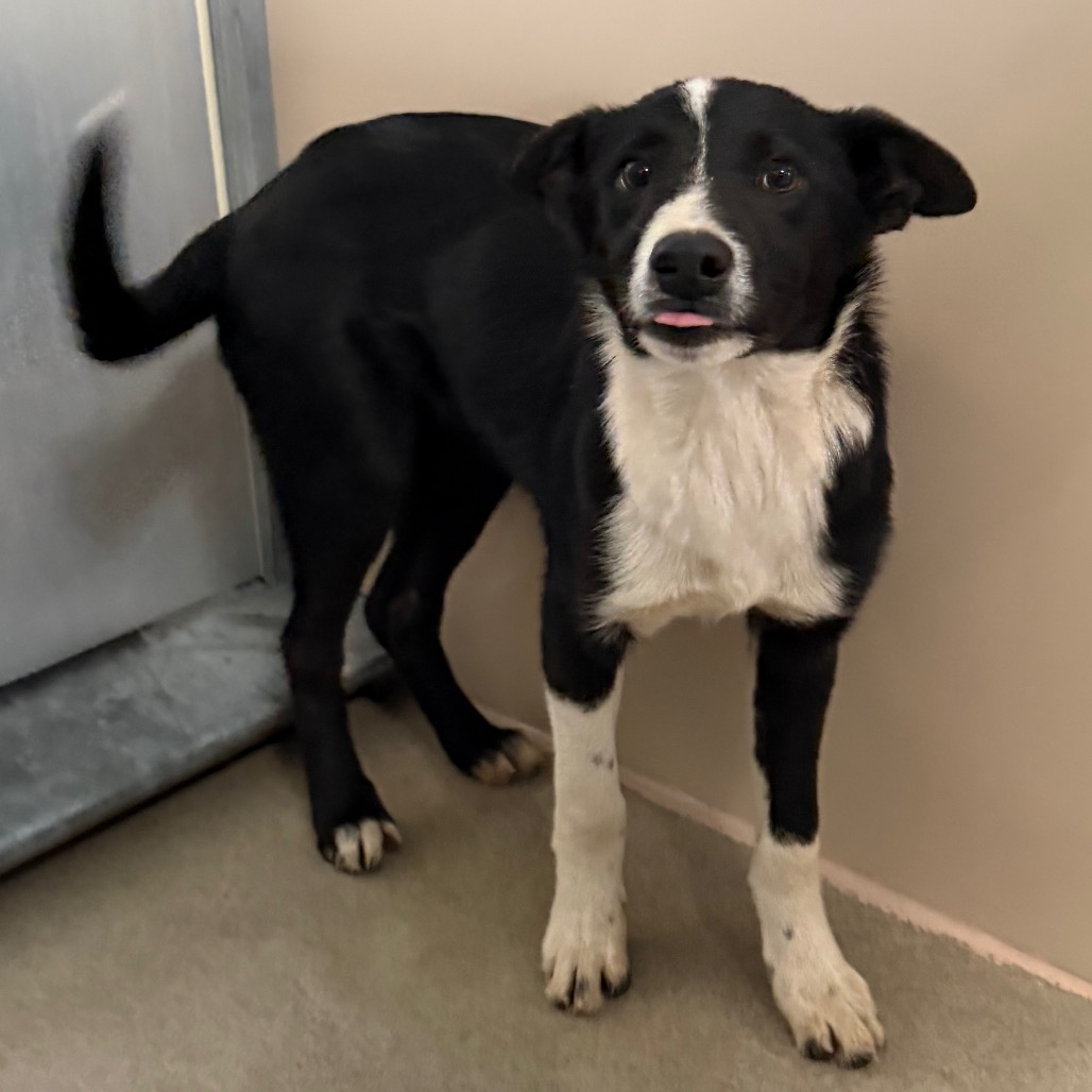 Kennel#29b Goofy's preview photo