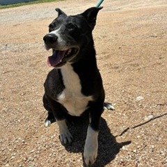 TOOTLES - Collie, Border / Mixed Breed (Medium) available for adoption