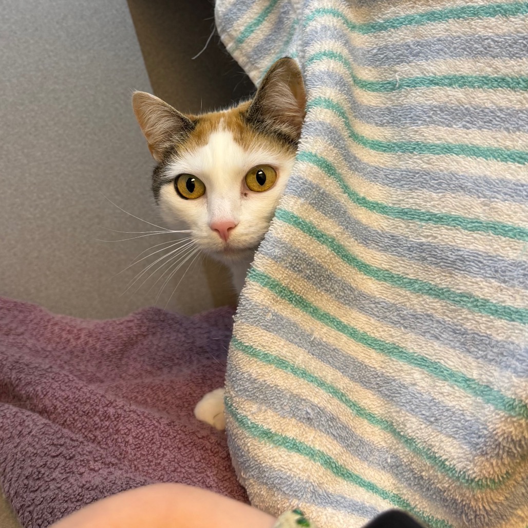 Photo of Sweetpea 10