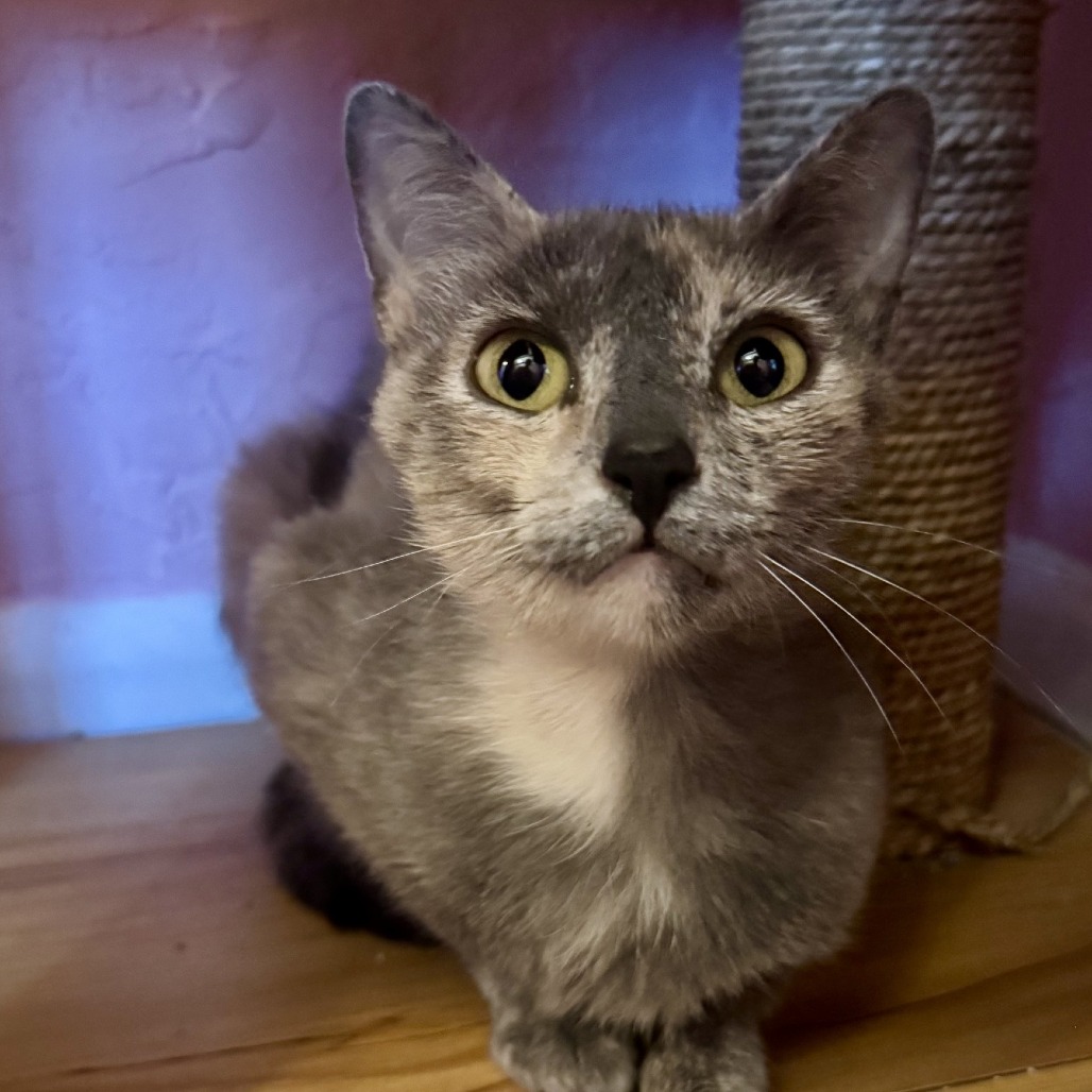 Paintress: Female 14 Domestic Shorthair