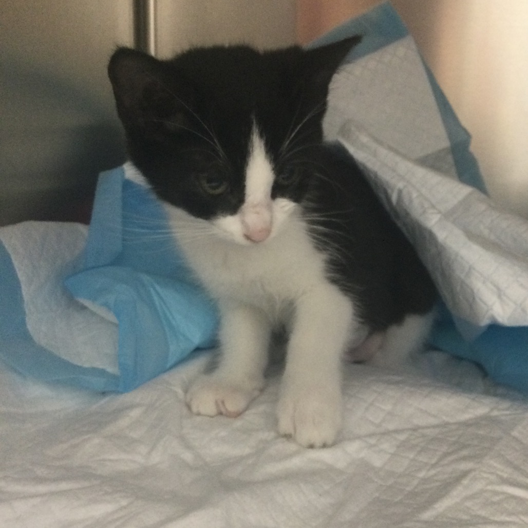 AGATHA (PURPLE) - Domestic Shorthair available for adoption