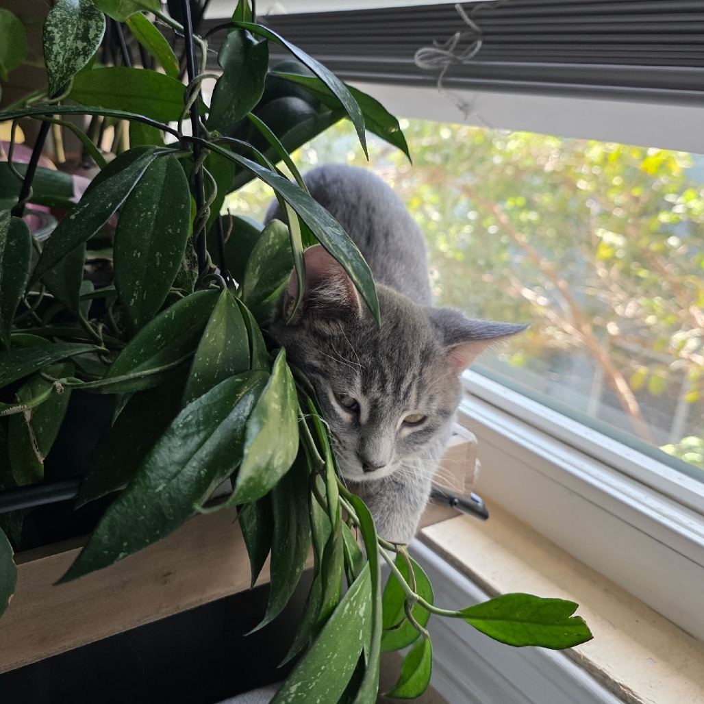 Piccolo, photo 5