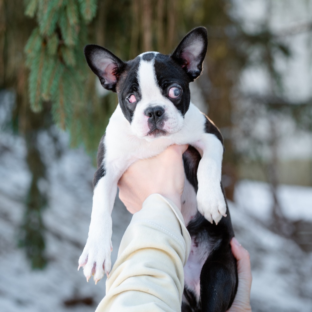 Beans - Phoenix Animal Rescue