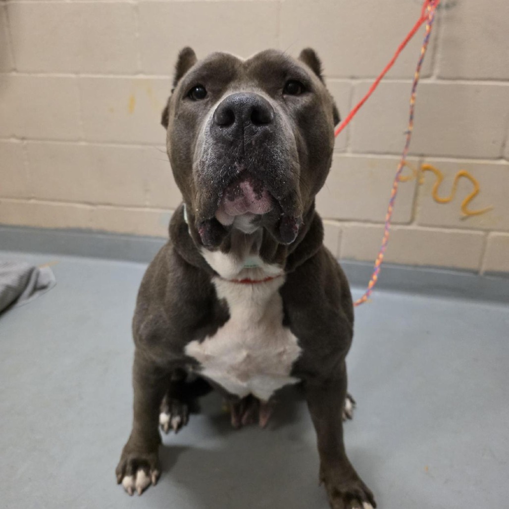 Pit Bull