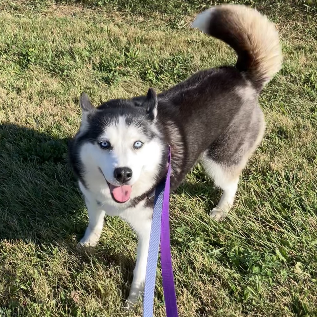 Siberian Husky