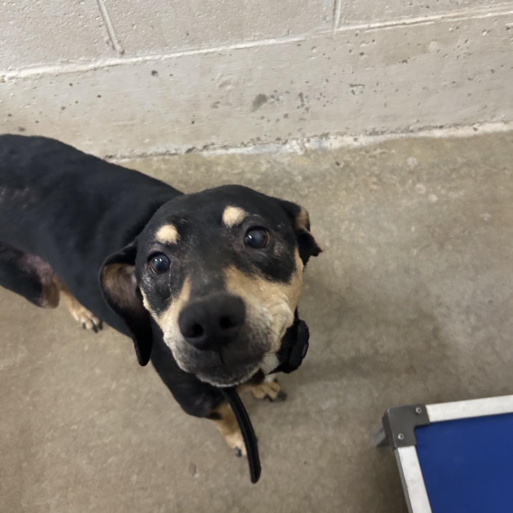 PEBBLES - Boxer / Mixed Breed (Medium) for adoption in Chattanooga
