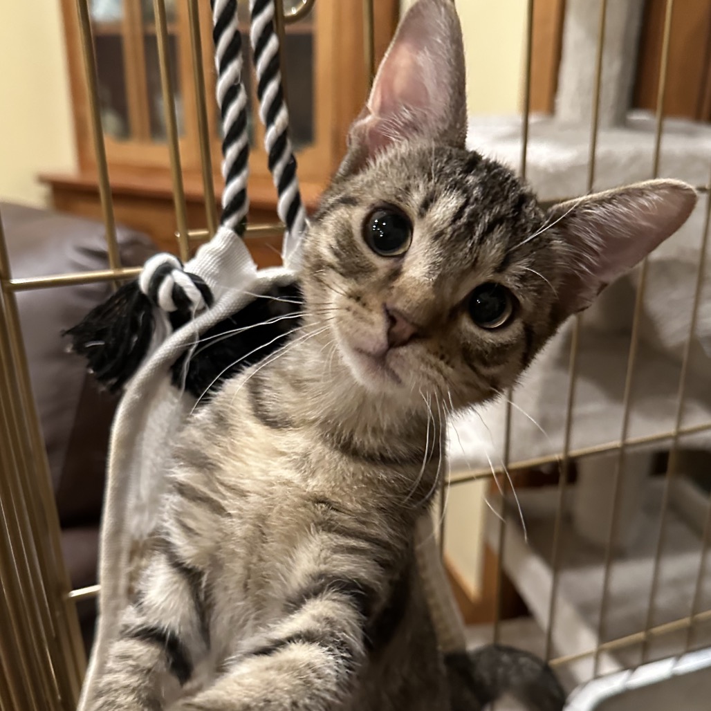 RUSSET - Domestic Shorthair available for adoption