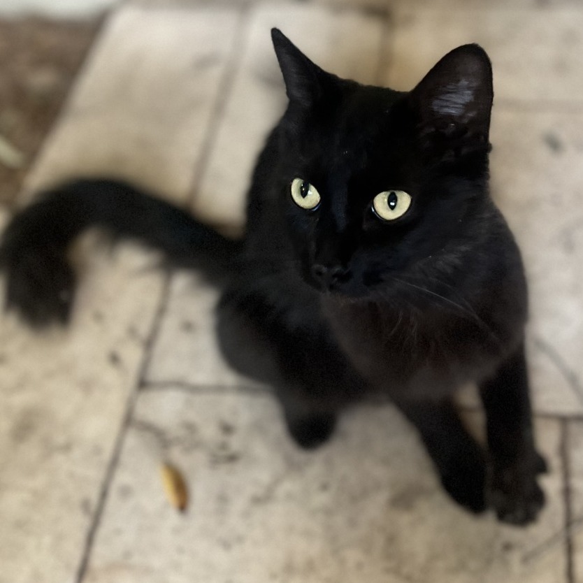 Chelsea: Female 11 Domestic Medium Hair