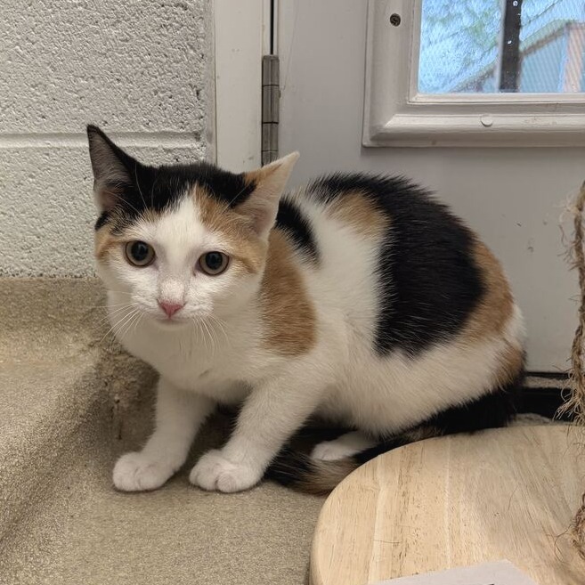 FRIDA - Domestic Shorthair available for adoption
