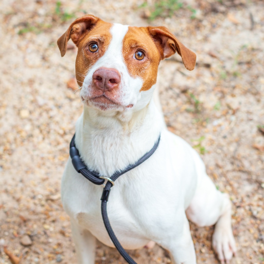 SKY - Catahoula Leopard Dog / Cattle Dog available for adoption