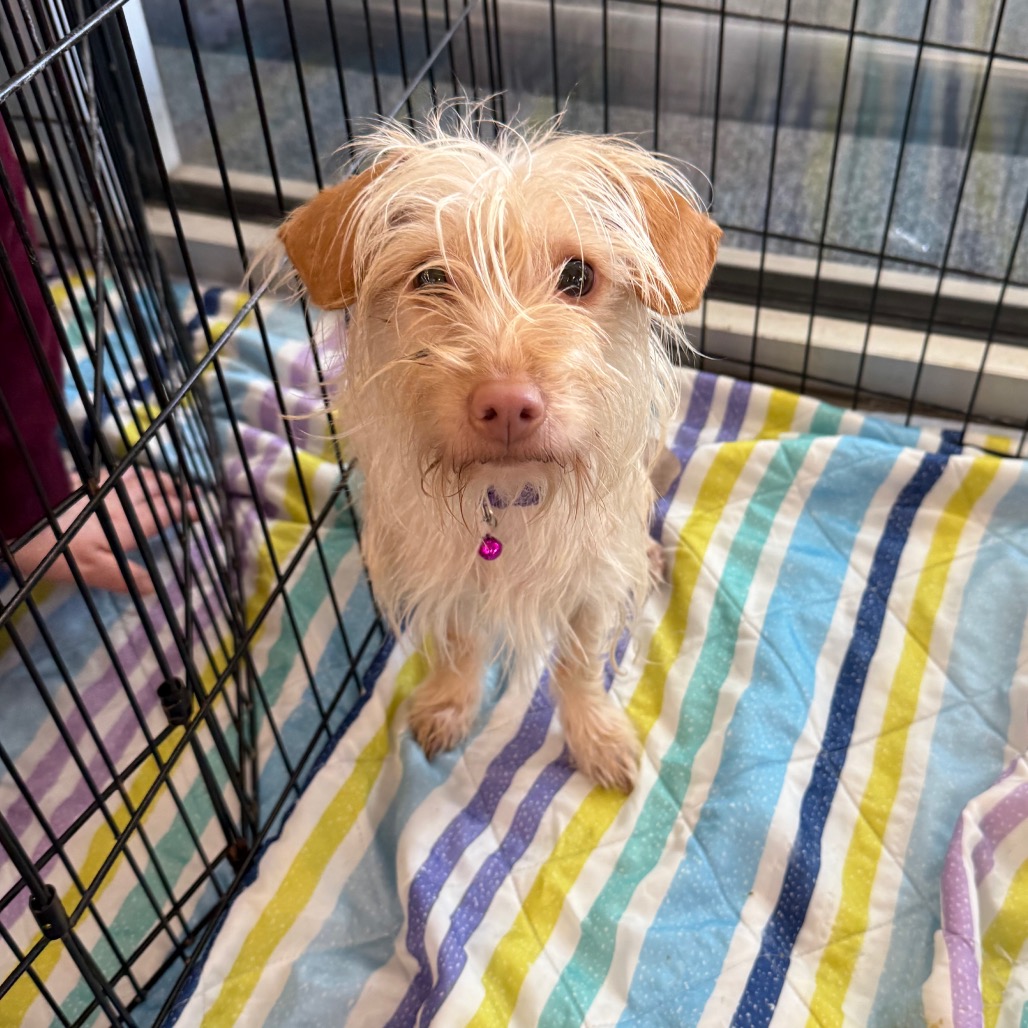 Cheer — thumbnail 3