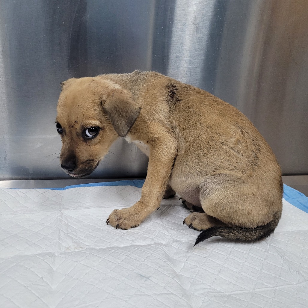 Baron, an adoptable Mixed Breed (Small)