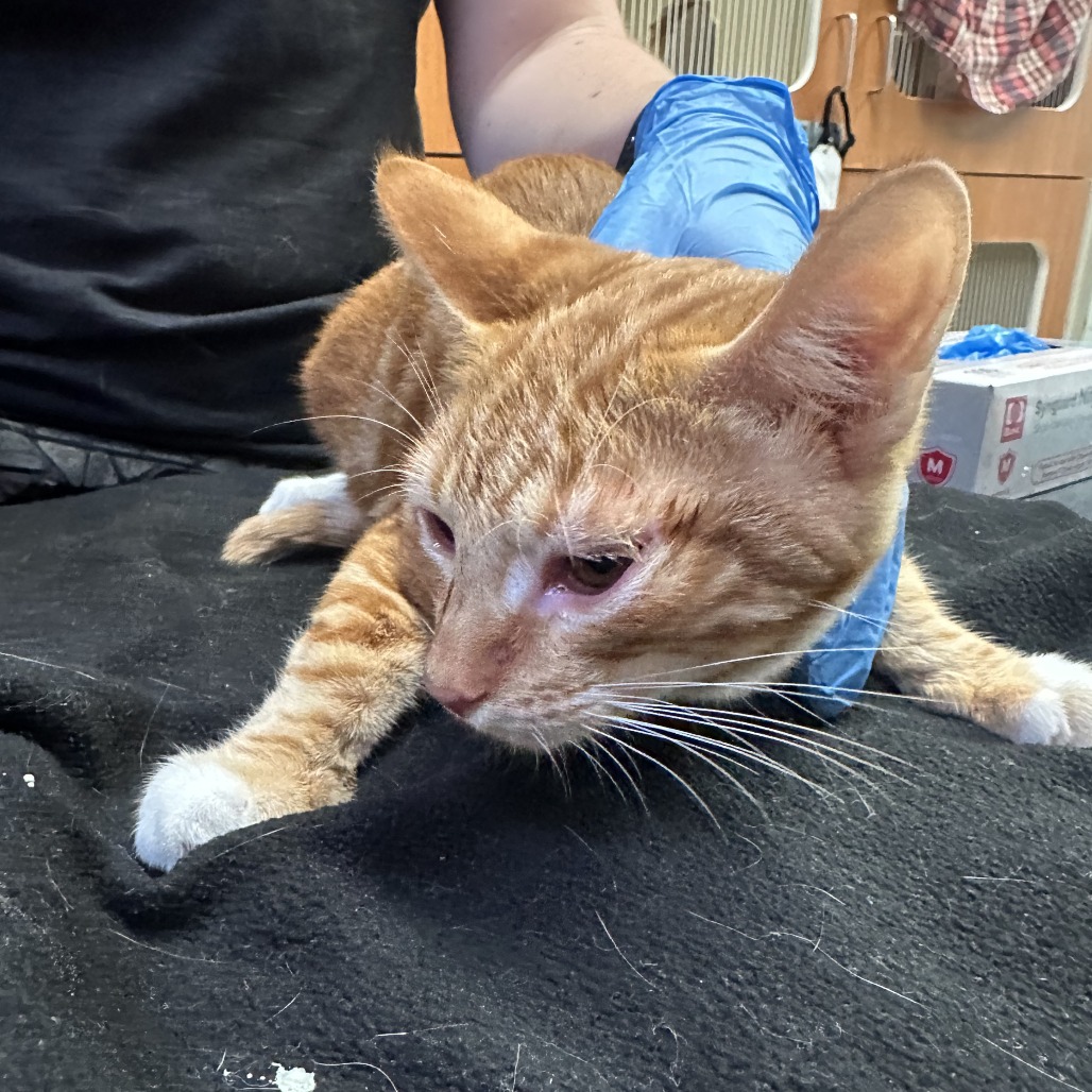 Garfield, photo 3