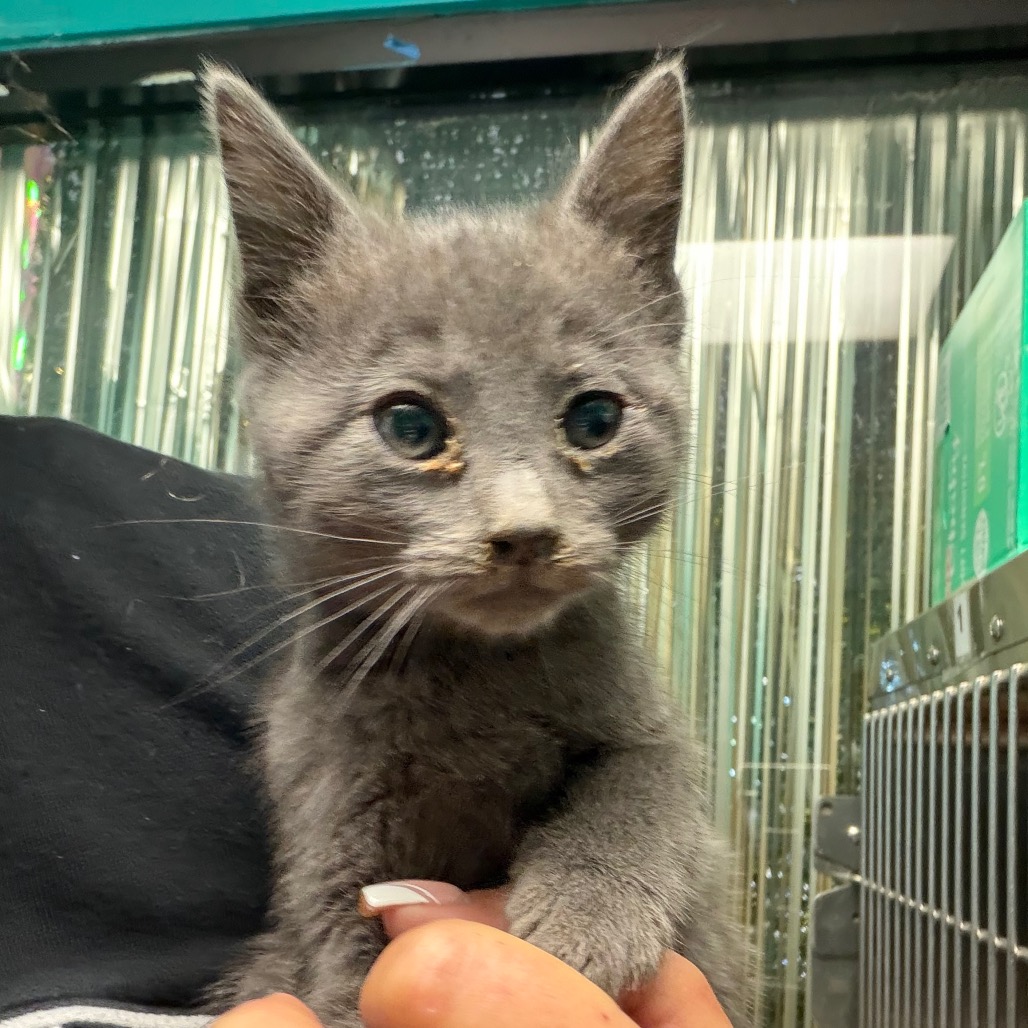 Winnie, an adoptable cat at SPCA-BC