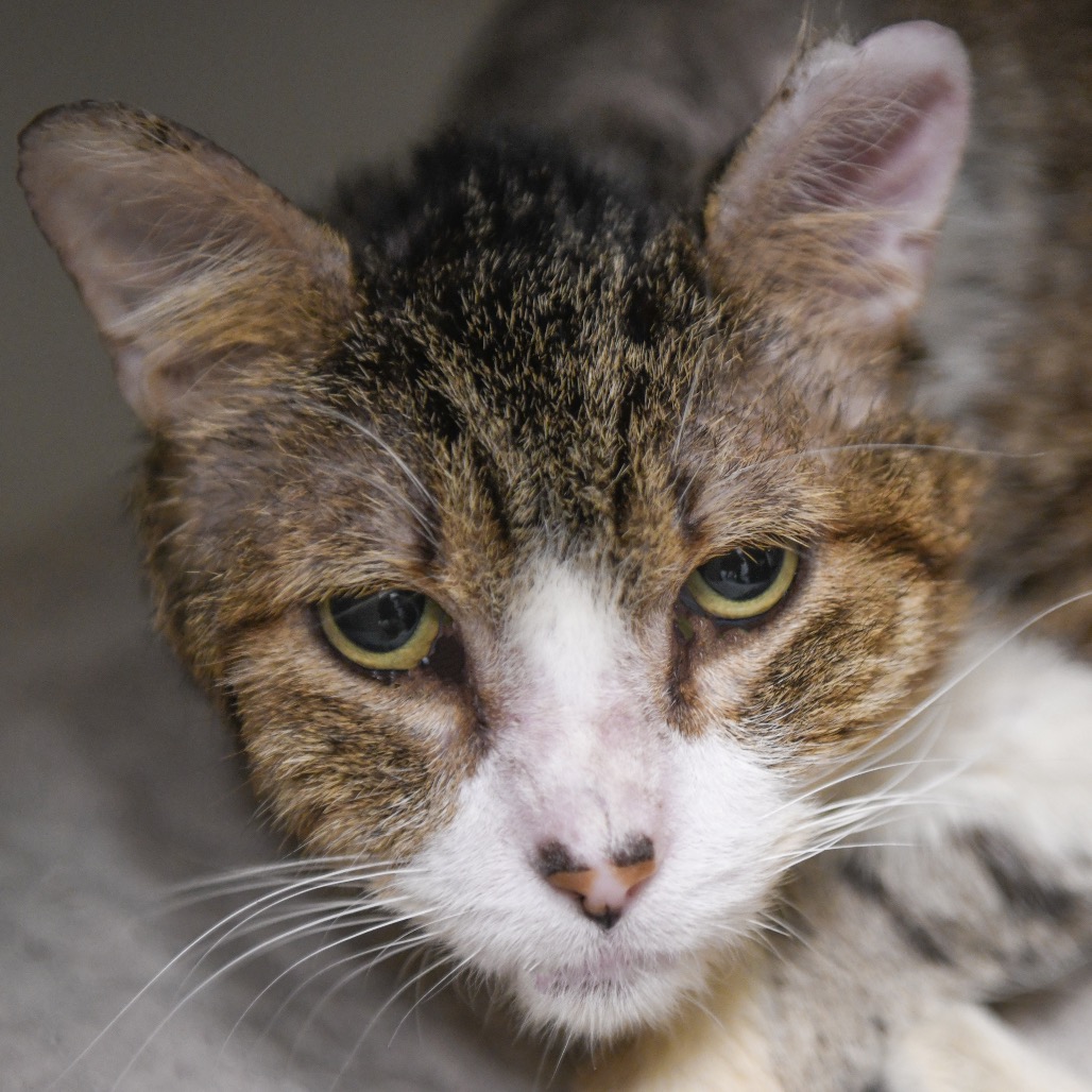 Leonard - Domestic Shorthair