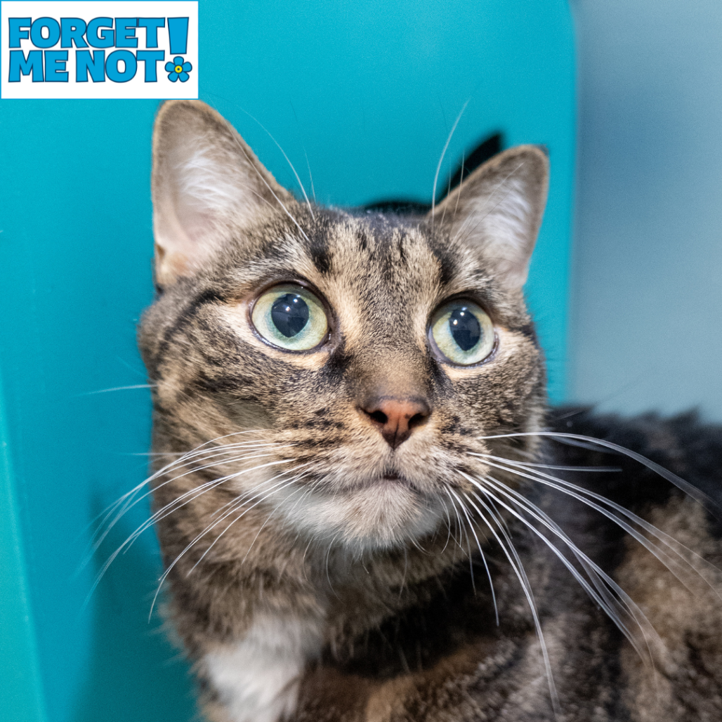 AMARI - Domestic Shorthair available for adoption