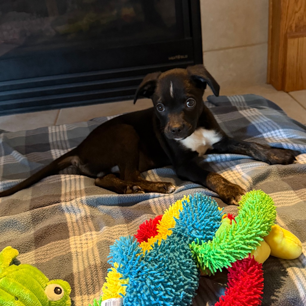 Waylon