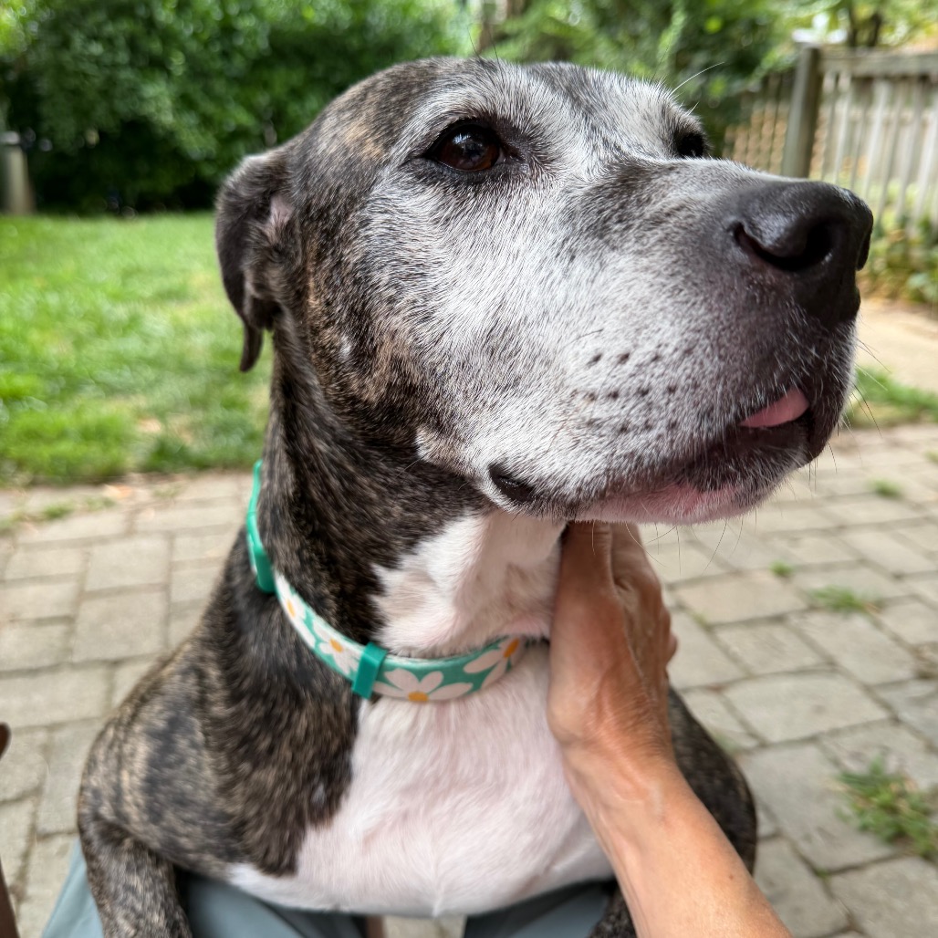 Biddie, photo 28