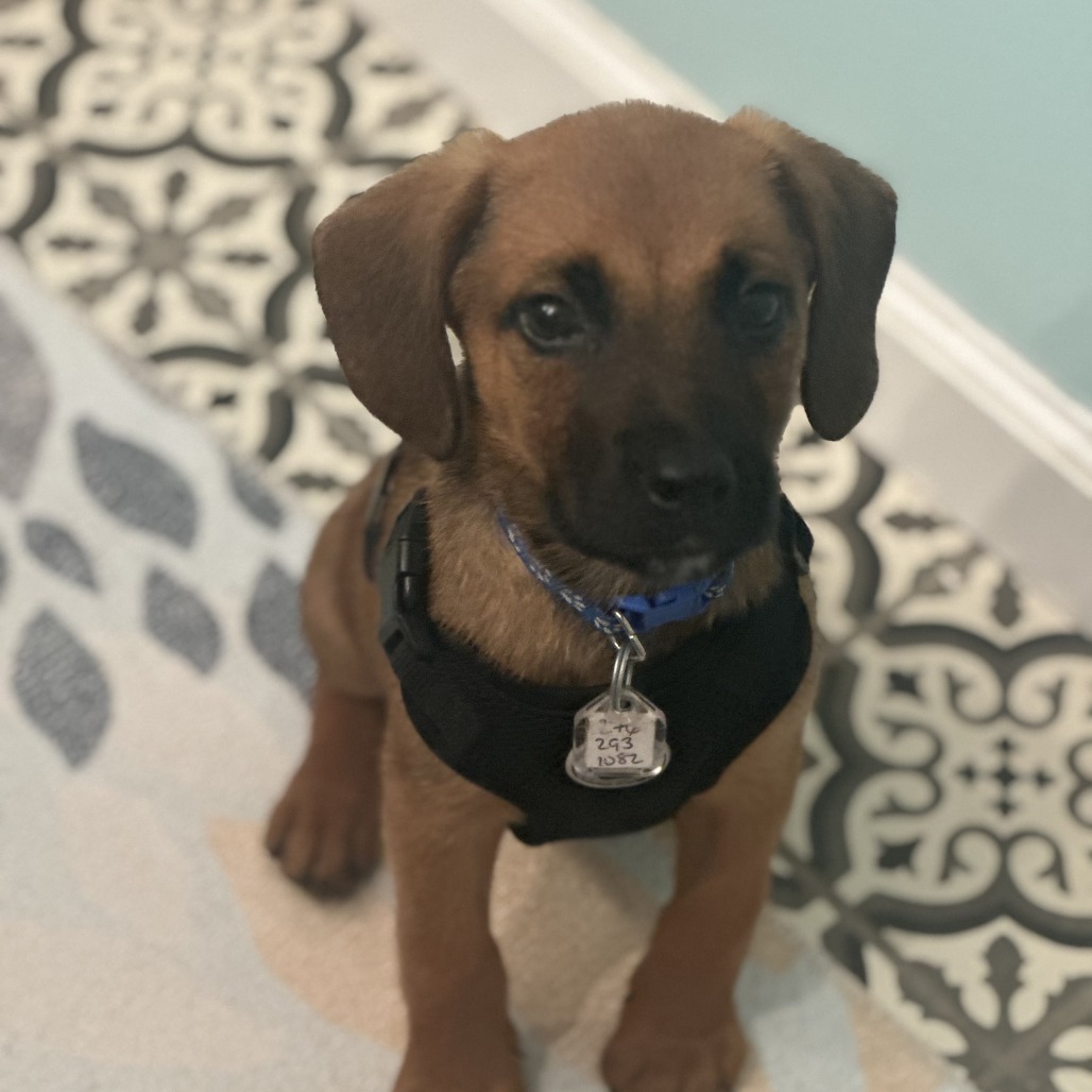 Frankie, photo 6