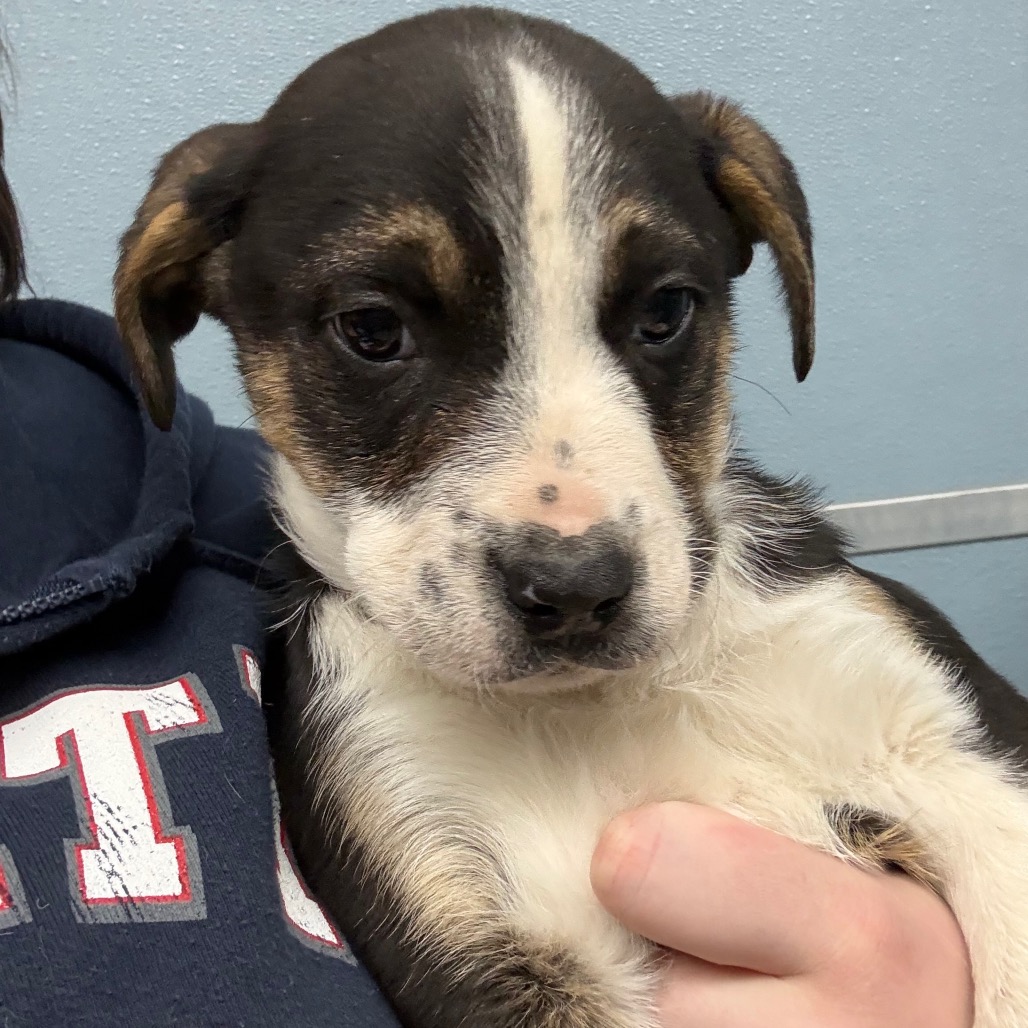 Ranger — thumbnail 2