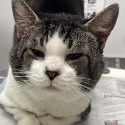 SHELDON - Domestic Shorthair available for adoption