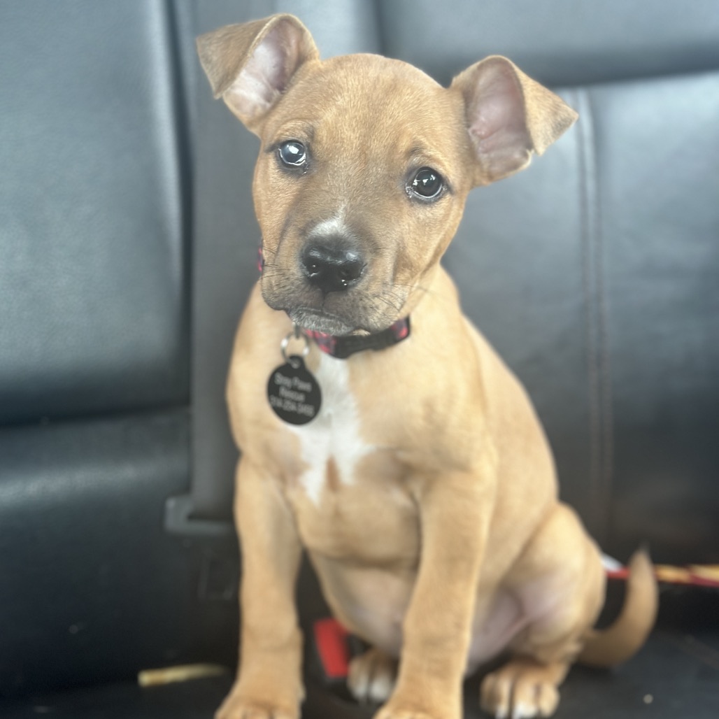 Oliver JR 