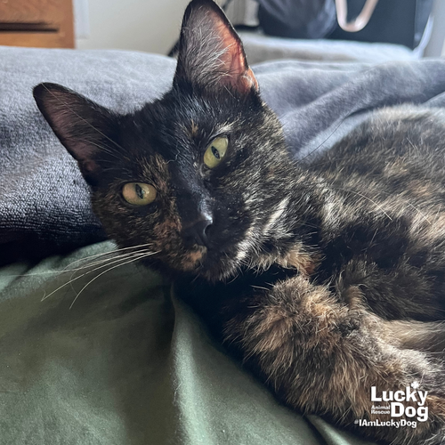 RAIN - Domestic Shorthair available for adoption