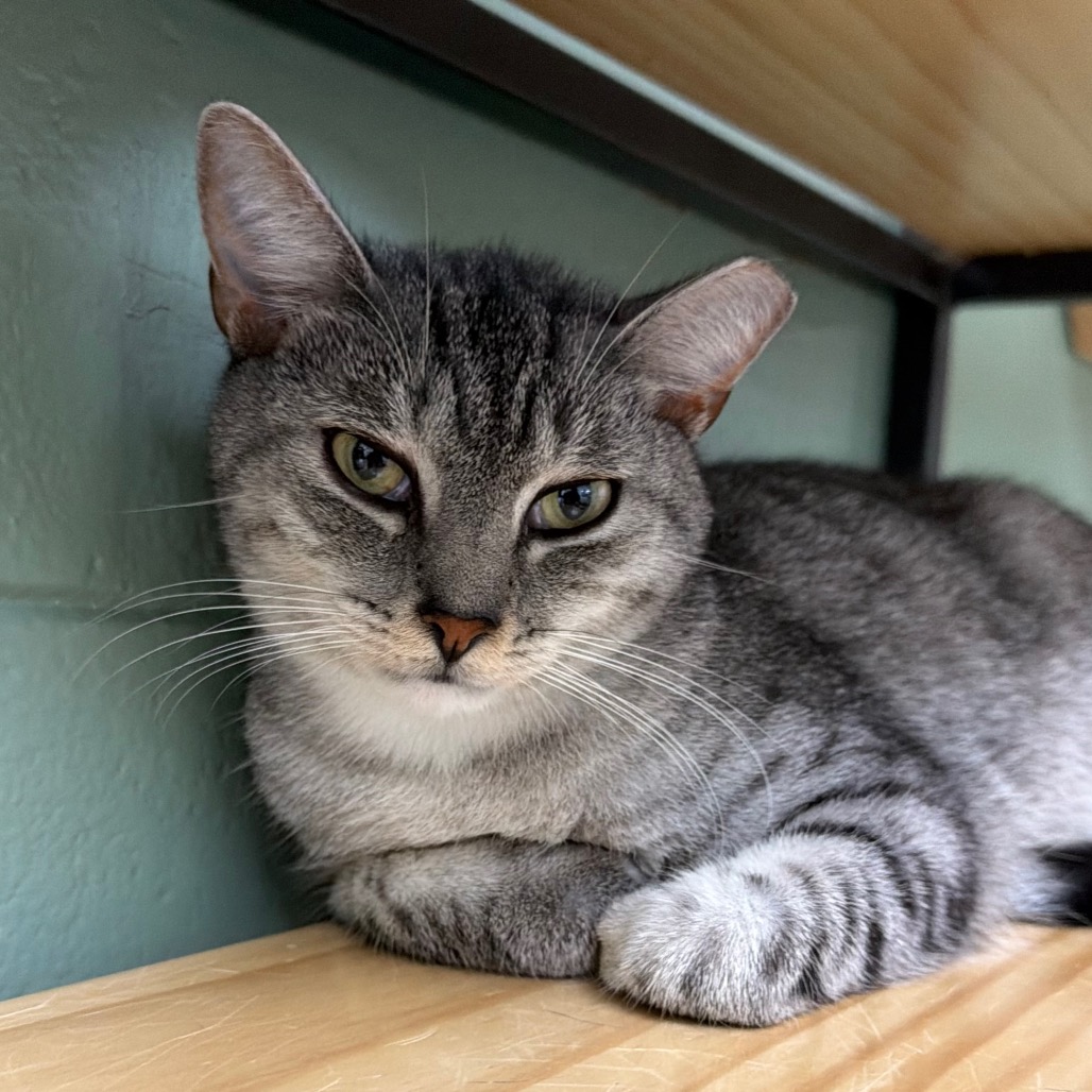 Doctor Jazz, photo 2
