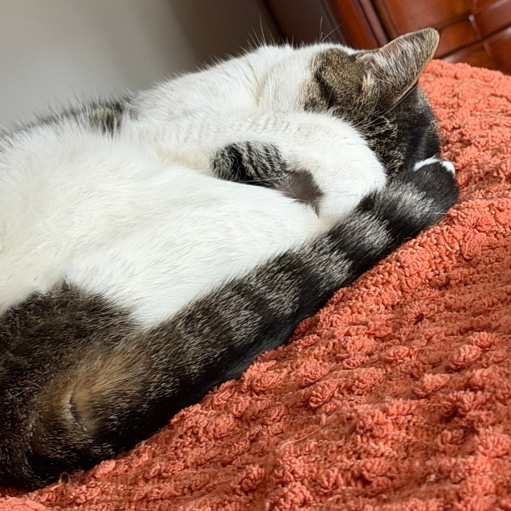 Lucy, photo 27