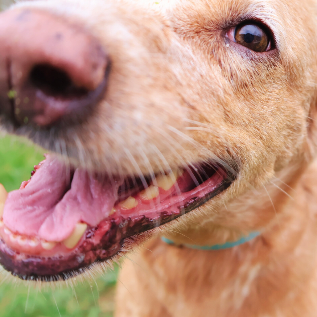 GINGER, photo 7