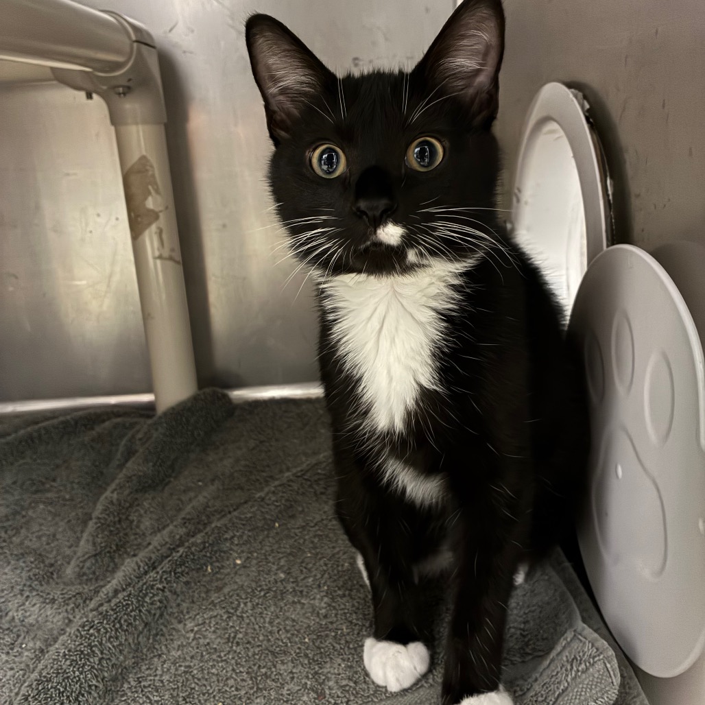 DUST - Domestic Shorthair available for adoption