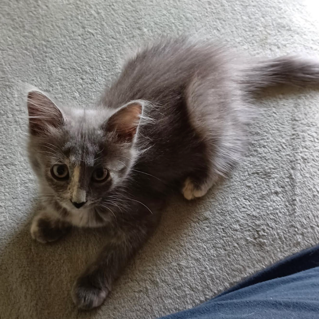 Chloe, available for adoption