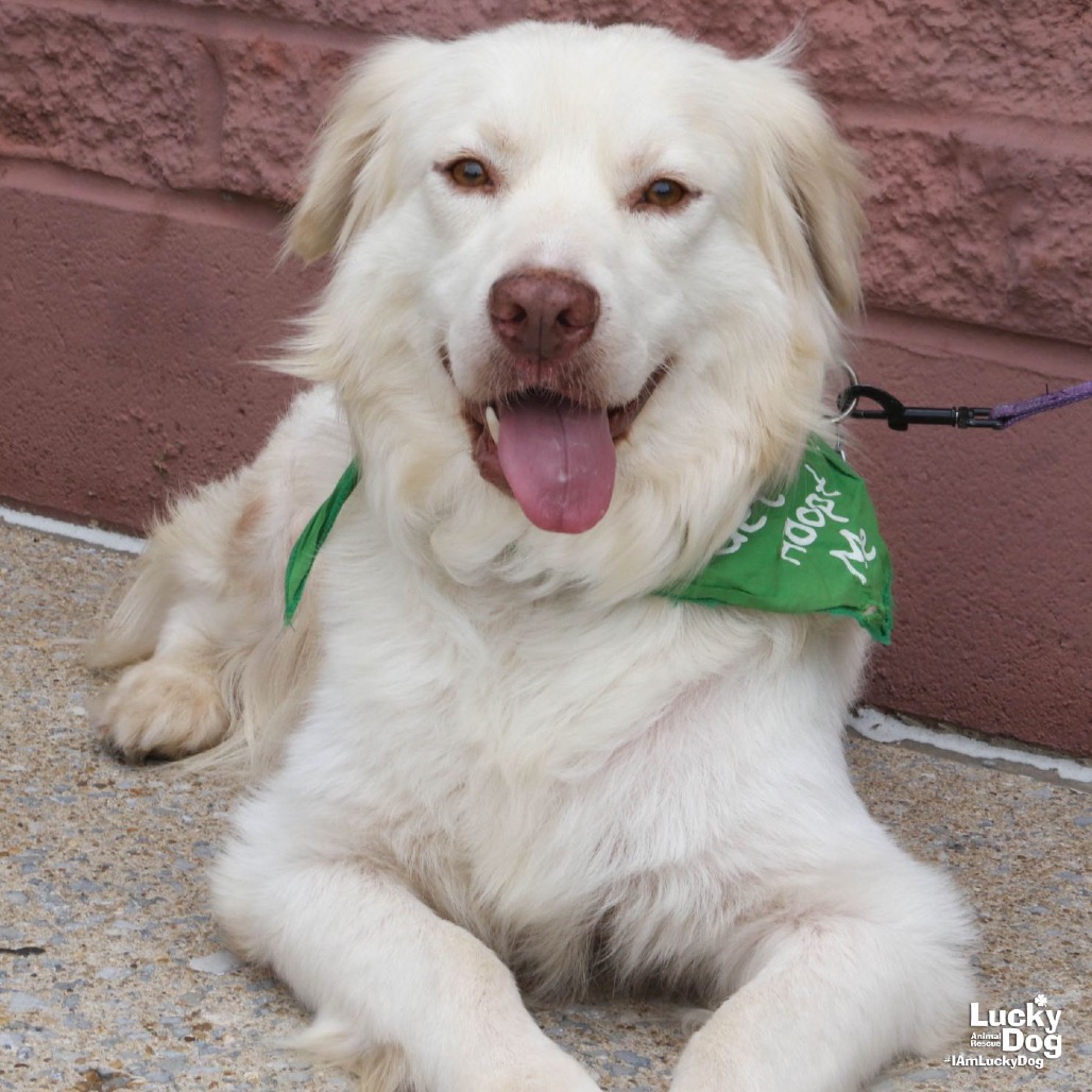OLIVER - Retriever / Pyrenees, Great available for adoption