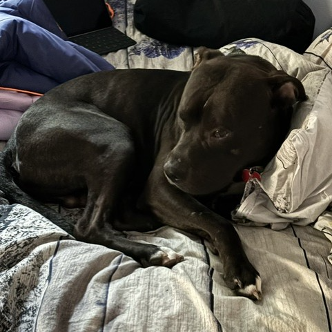 Creed--In Foster***ADOPTION PENDING***, photo 12