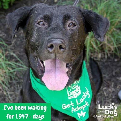 MIKEY - Shepherd, German / Retriever, Black Labrador available for adoption