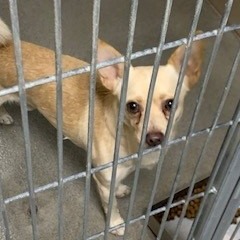 Kennel#29's preview photo