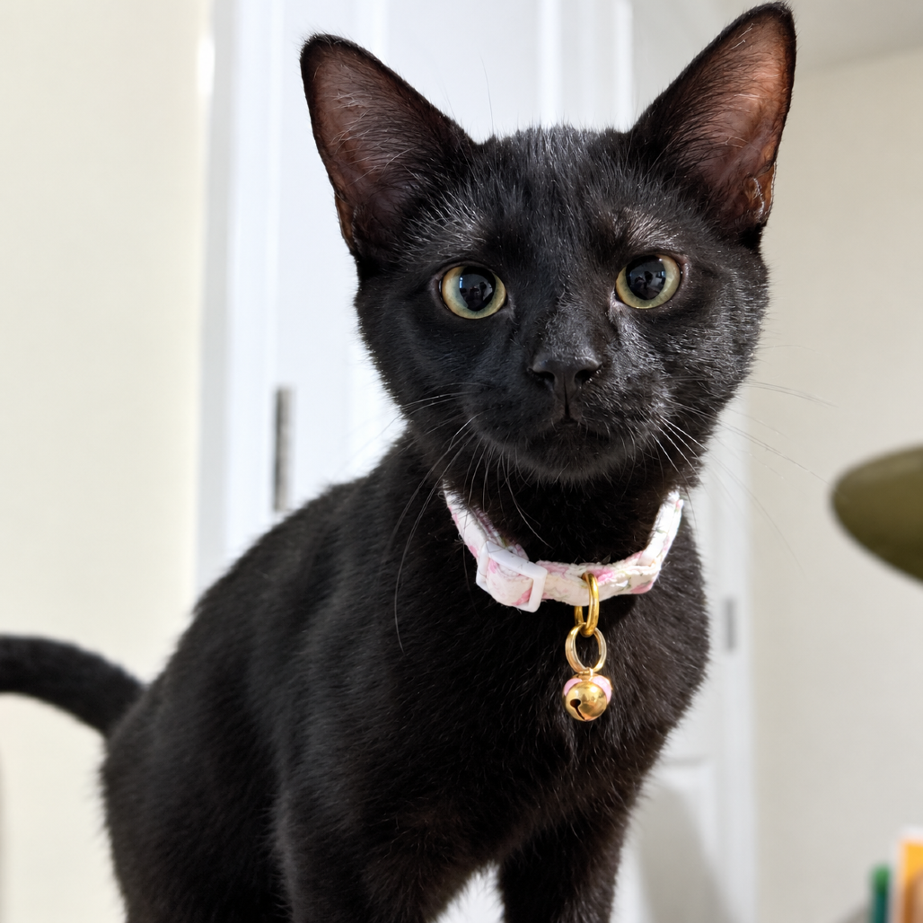 LINCOLN (IN FOSTER) - Domestic Shorthair available for adoption