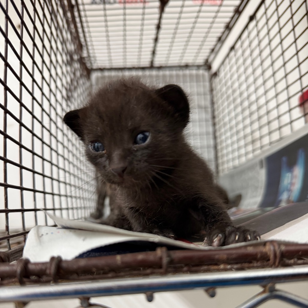 A1 SAUCE A3 - Domestic Shorthair available for adoption