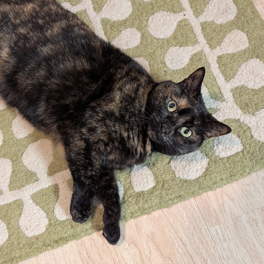 Kitty-In Foster — thumbnail 8